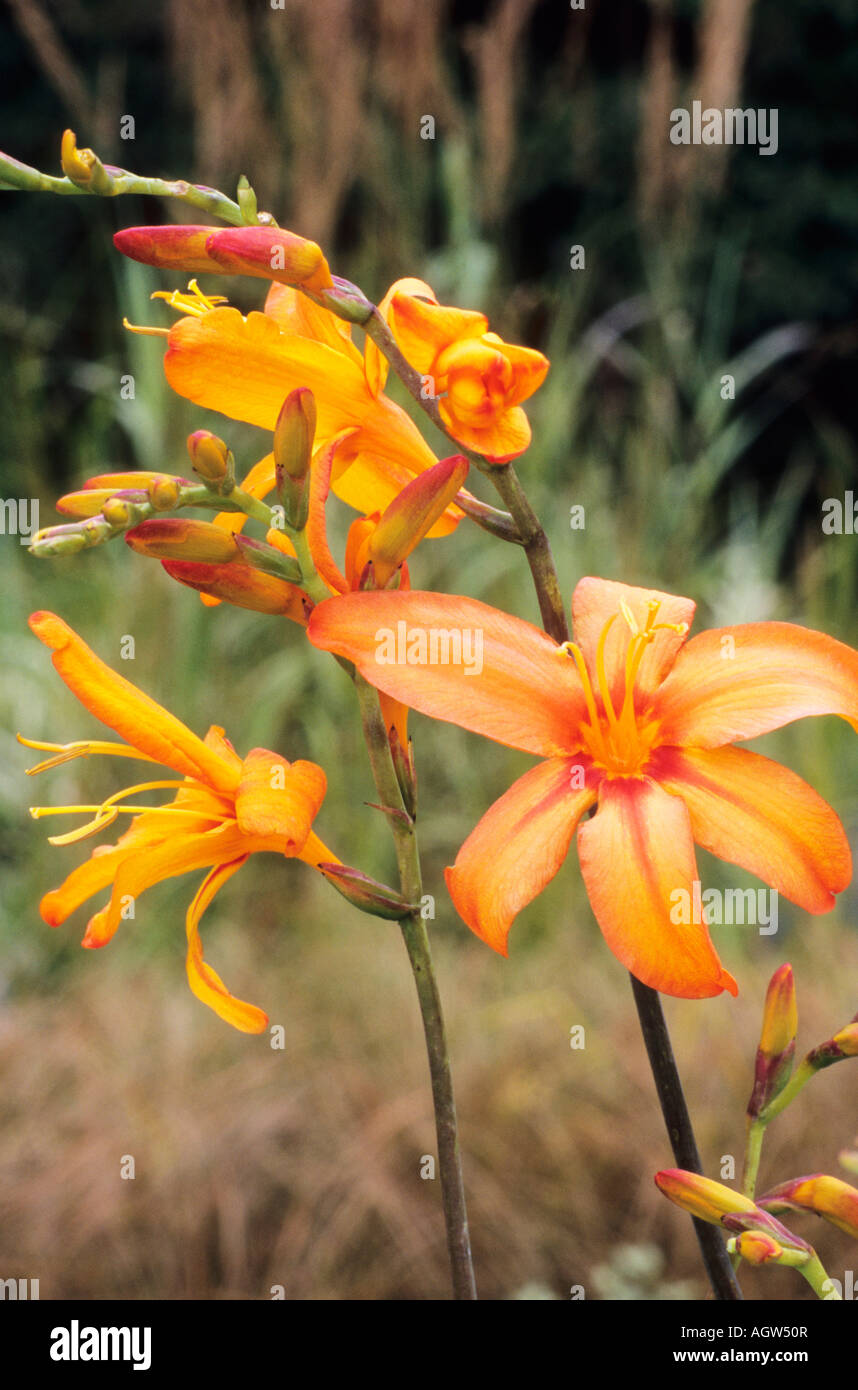 Crocosmia "Zambesi" Montbretia fiore d'arancio pianta di giardino crocosmias fiorito Foto Stock