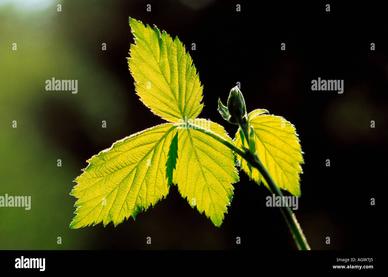 Blackberry / Brombeere Foto Stock