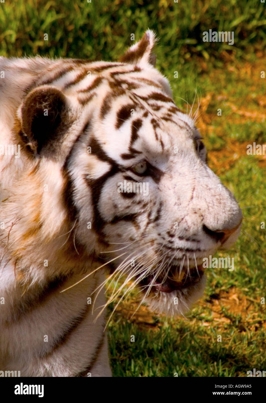 Tigre bianca Foto Stock