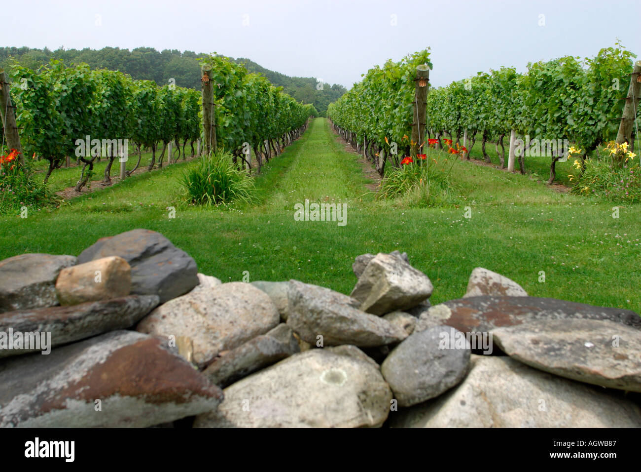 Vigneti Sakonnet Winemakers Little Compton Rhode Island Foto Stock