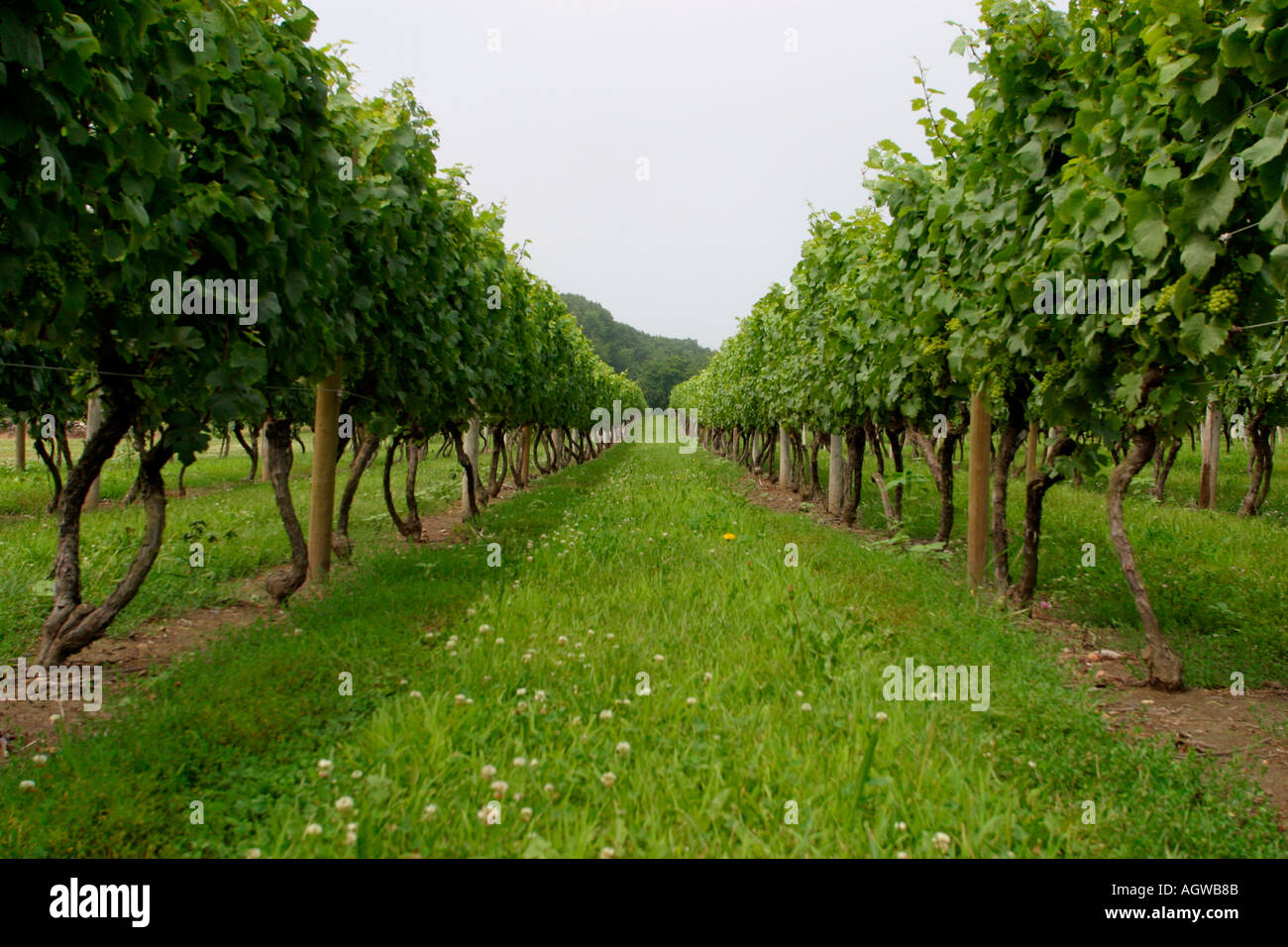 Vigneti Sakonnet Winemakers Little Compton Rhode Island Foto Stock