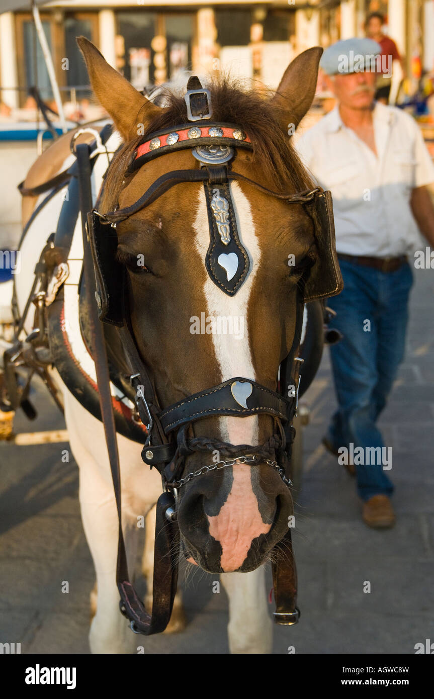 Uomo che cammina con cavallo. Focus sulla faccia di cavalli, uomo fuori  fuoco dietro Foto stock - Alamy