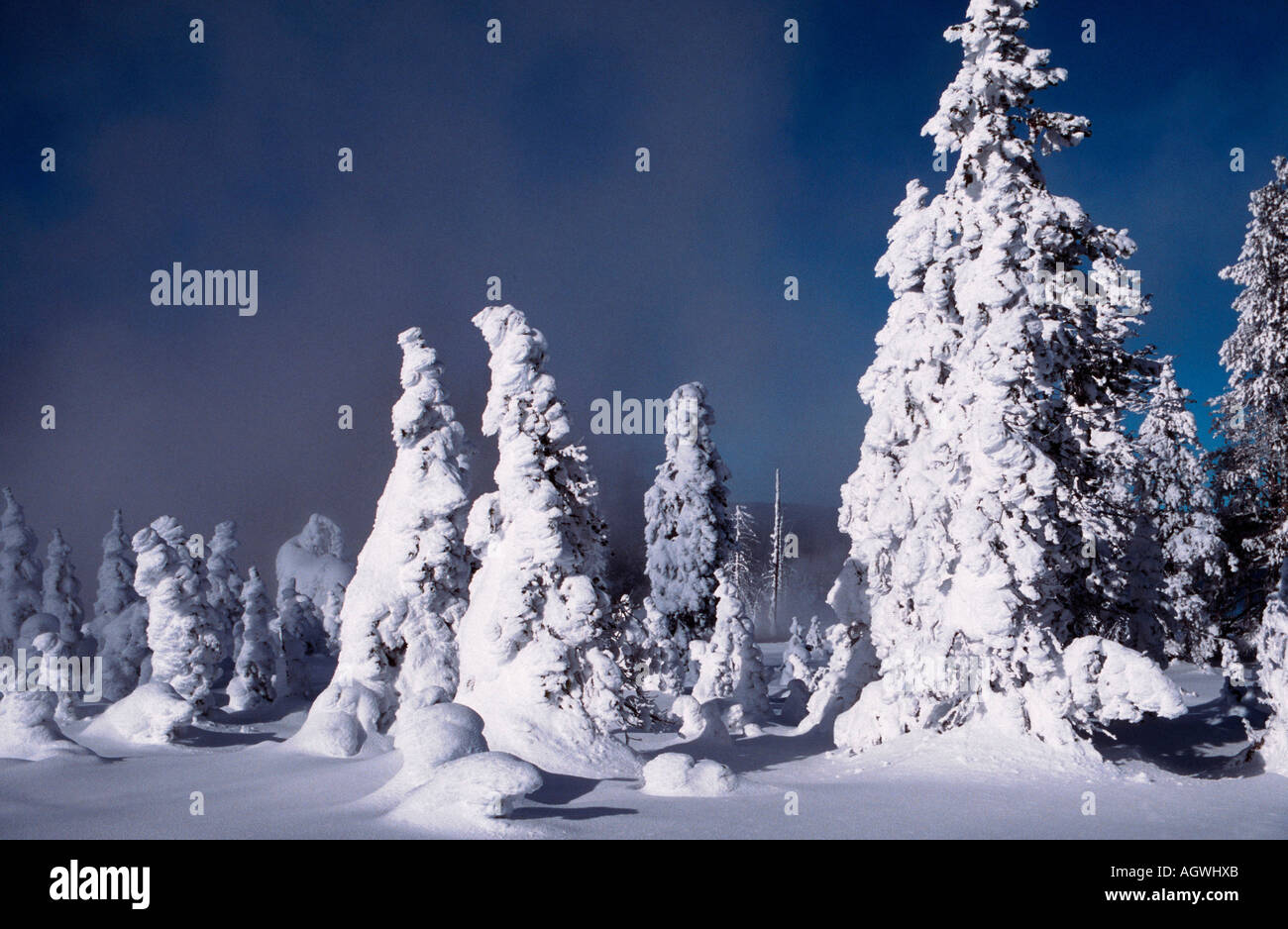 Alberi di conifere in inverno / Nadelbaeume im inverno Foto Stock