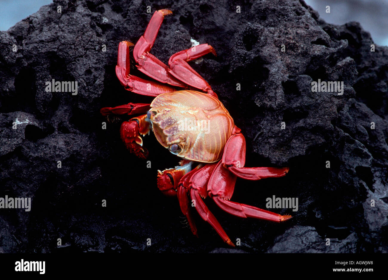 Rote Felsenkrabbe / Rock Crab Foto Stock