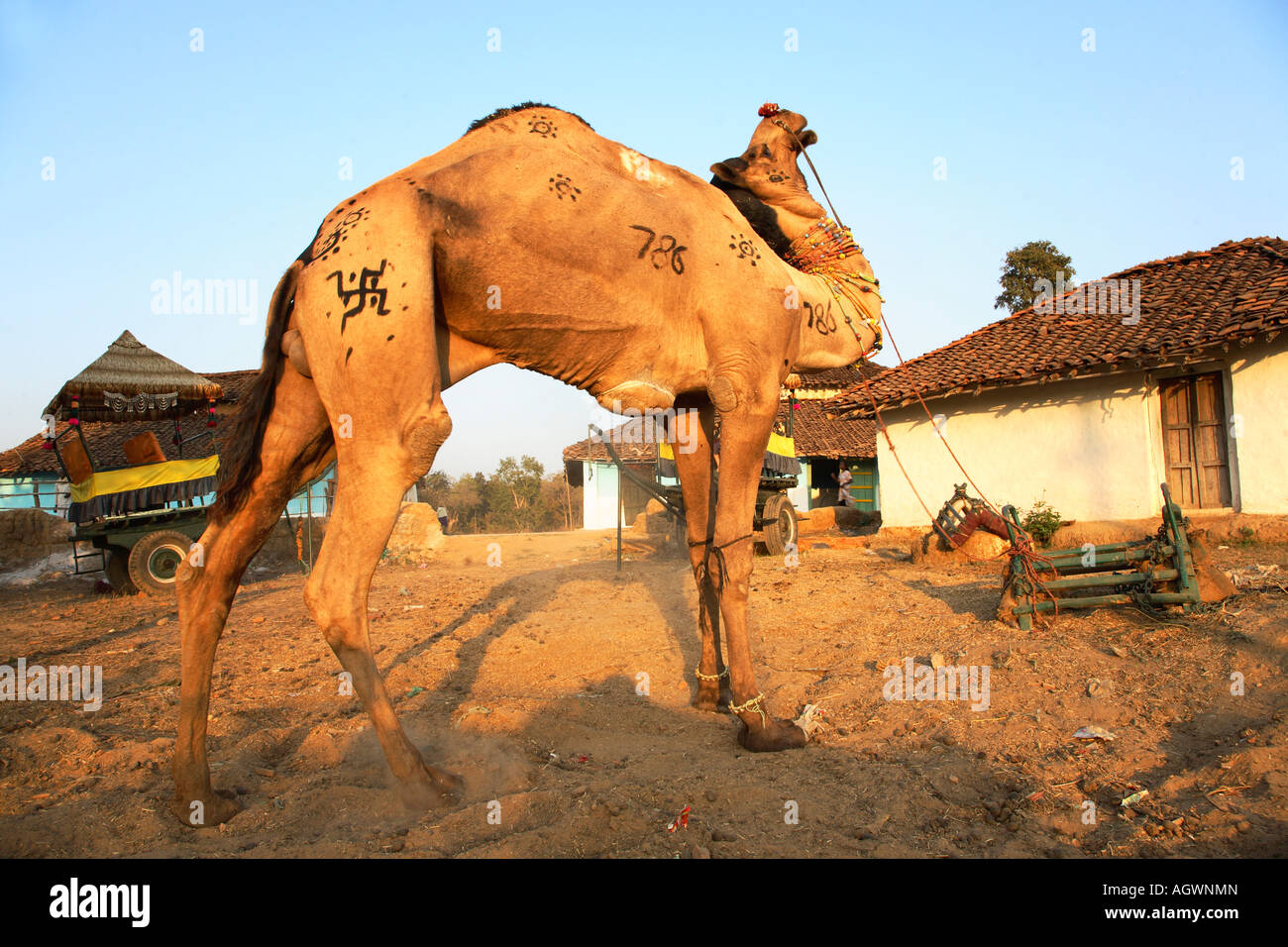 India cammello domestico dromedar Marzo 2007 Foto Stock