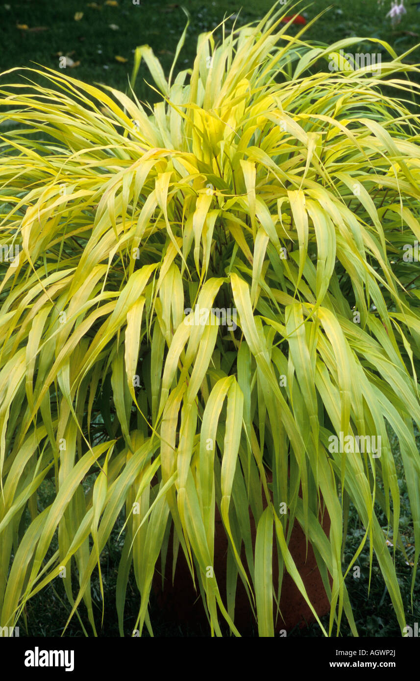Hakonechloa macra 'Allgold' giallo Erba foglia di pianta di giardino delle erbe Foto Stock
