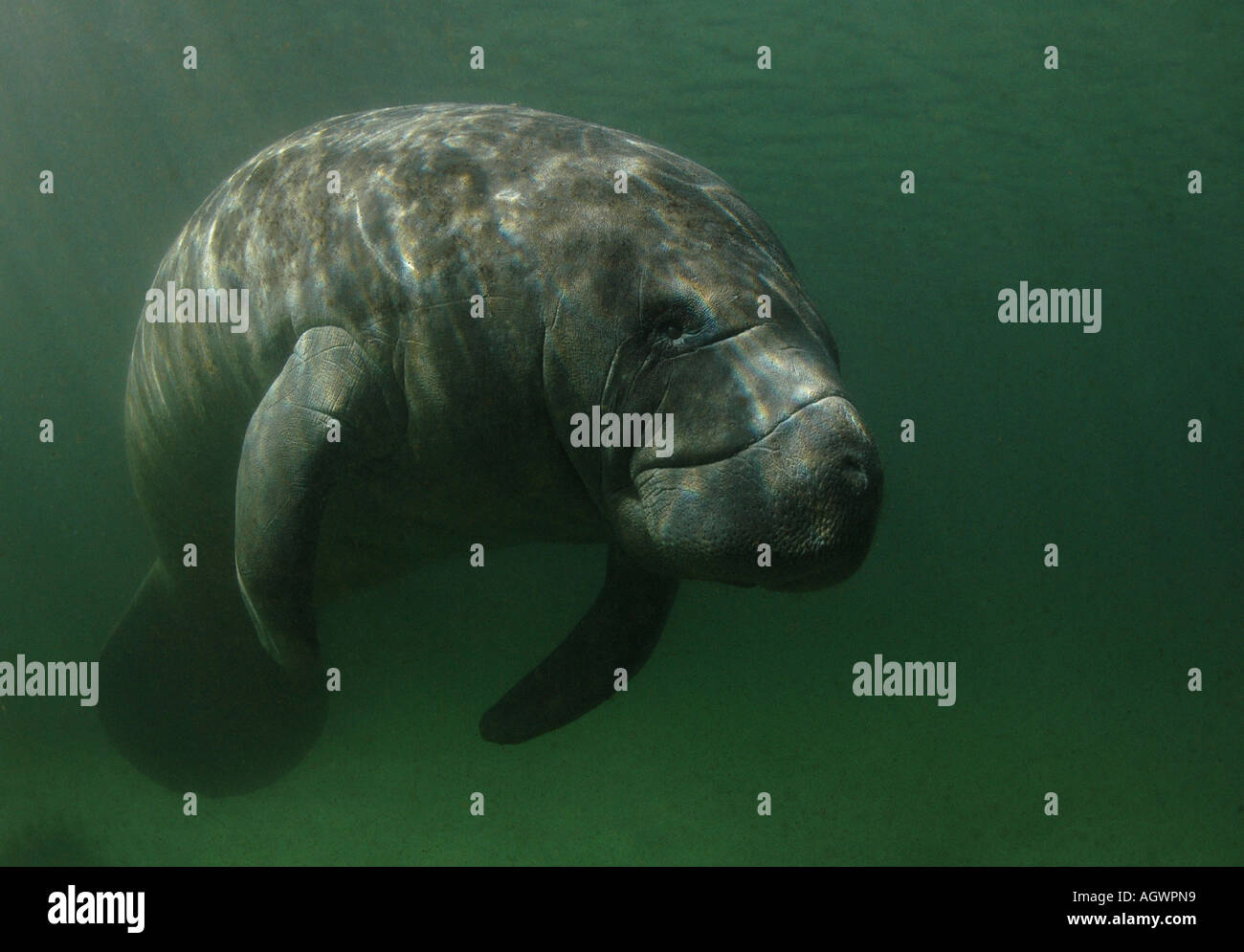 West Indian Manatee Foto Stock