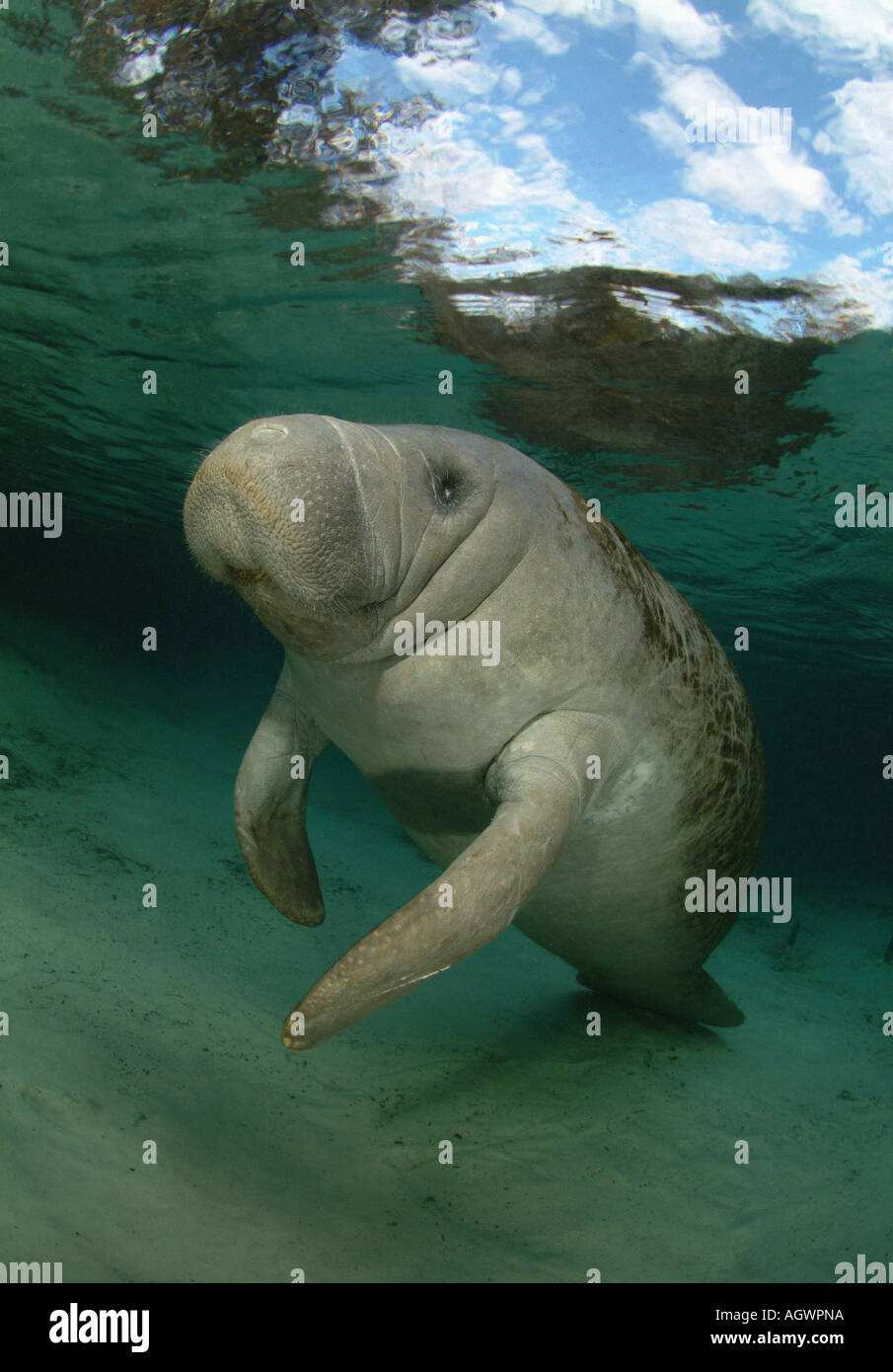 West Indian Manatee Foto Stock