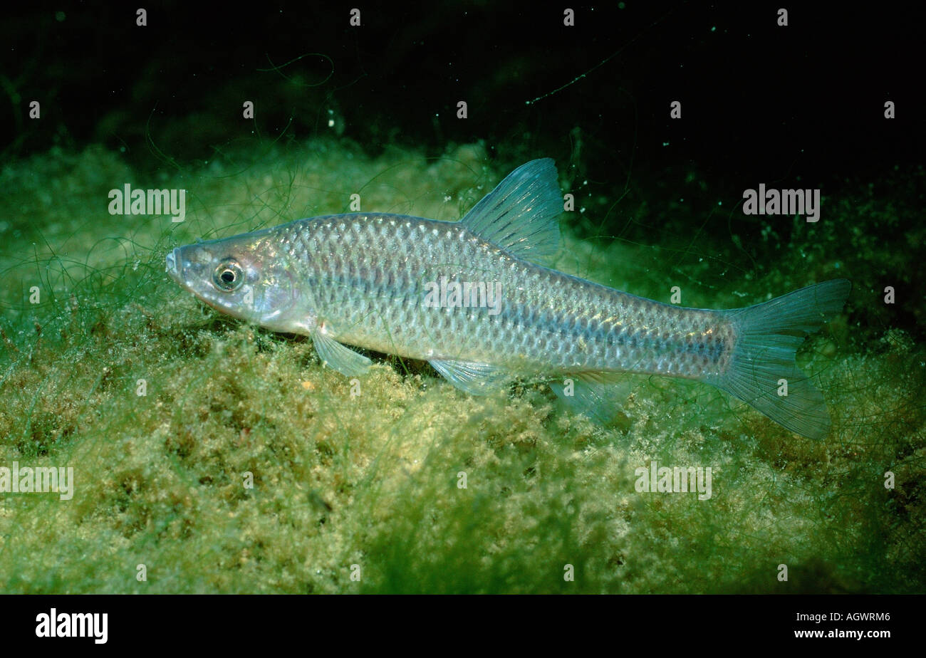 Falsa Harlequin Foto Stock