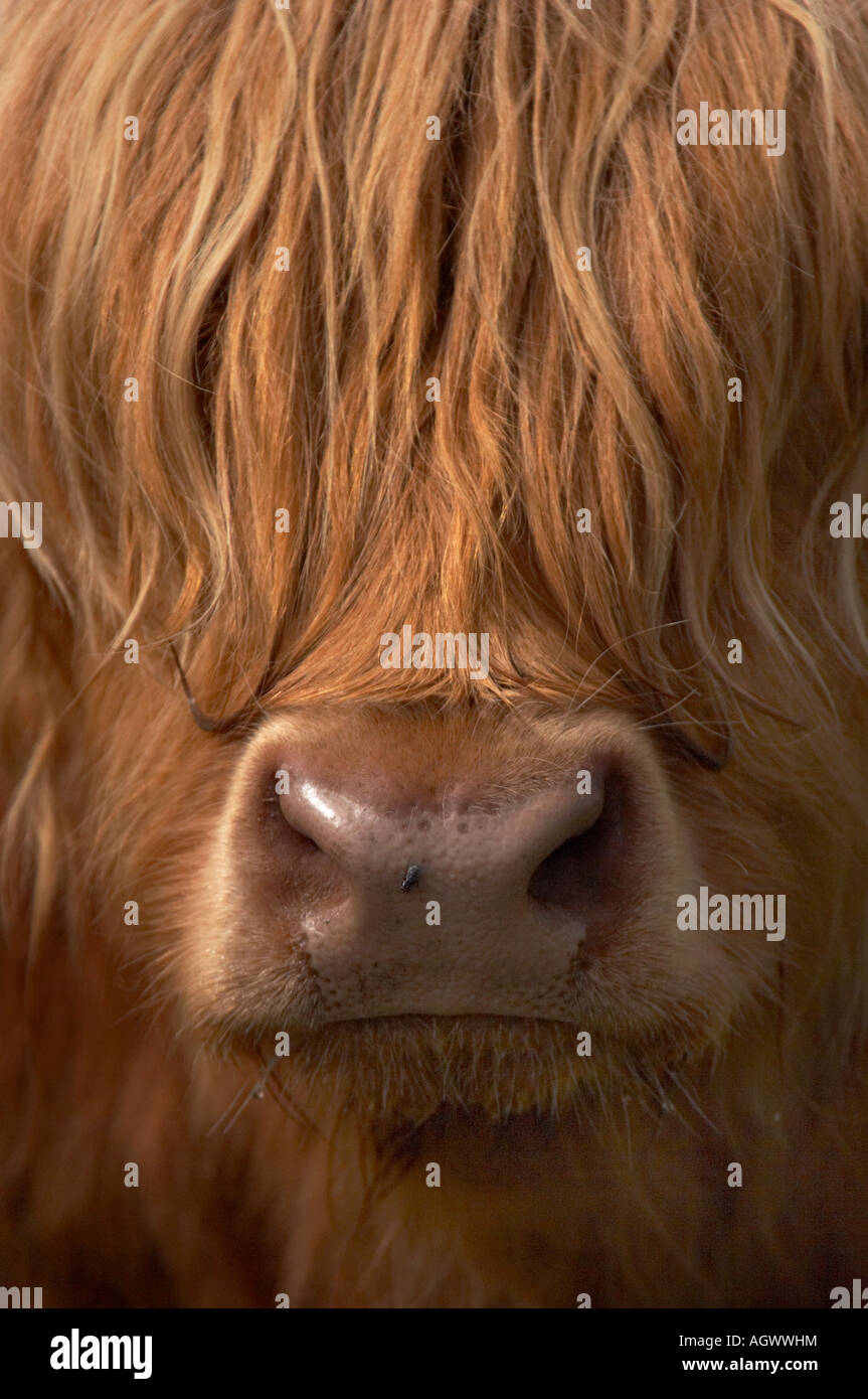 Chiudere verticale intimo foto ritratto di un straggly shaggy pelose Highland bovini mucca faccia con una mosca sul naso Foto Stock