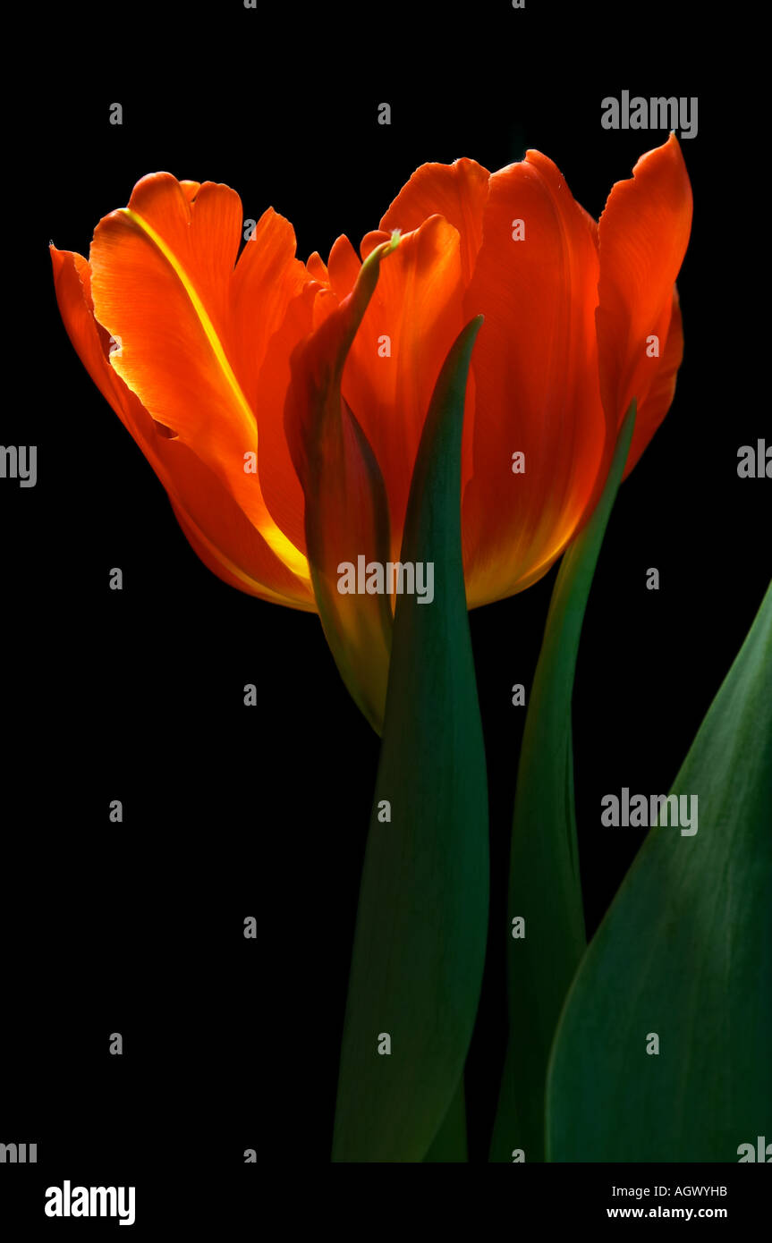 Red tulip con sfondo scuro Foto Stock