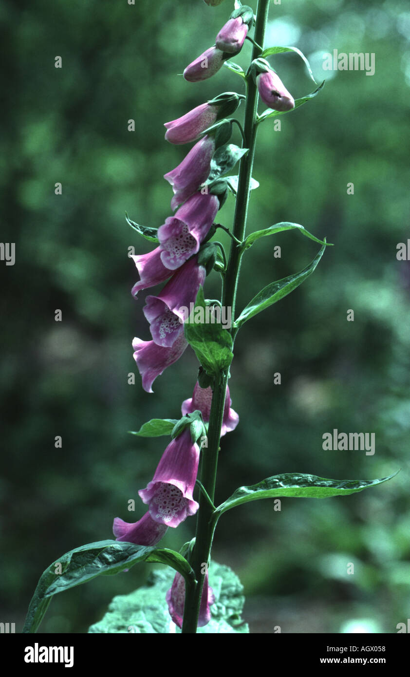 Foxglove, Digitalis purpurea Foto Stock