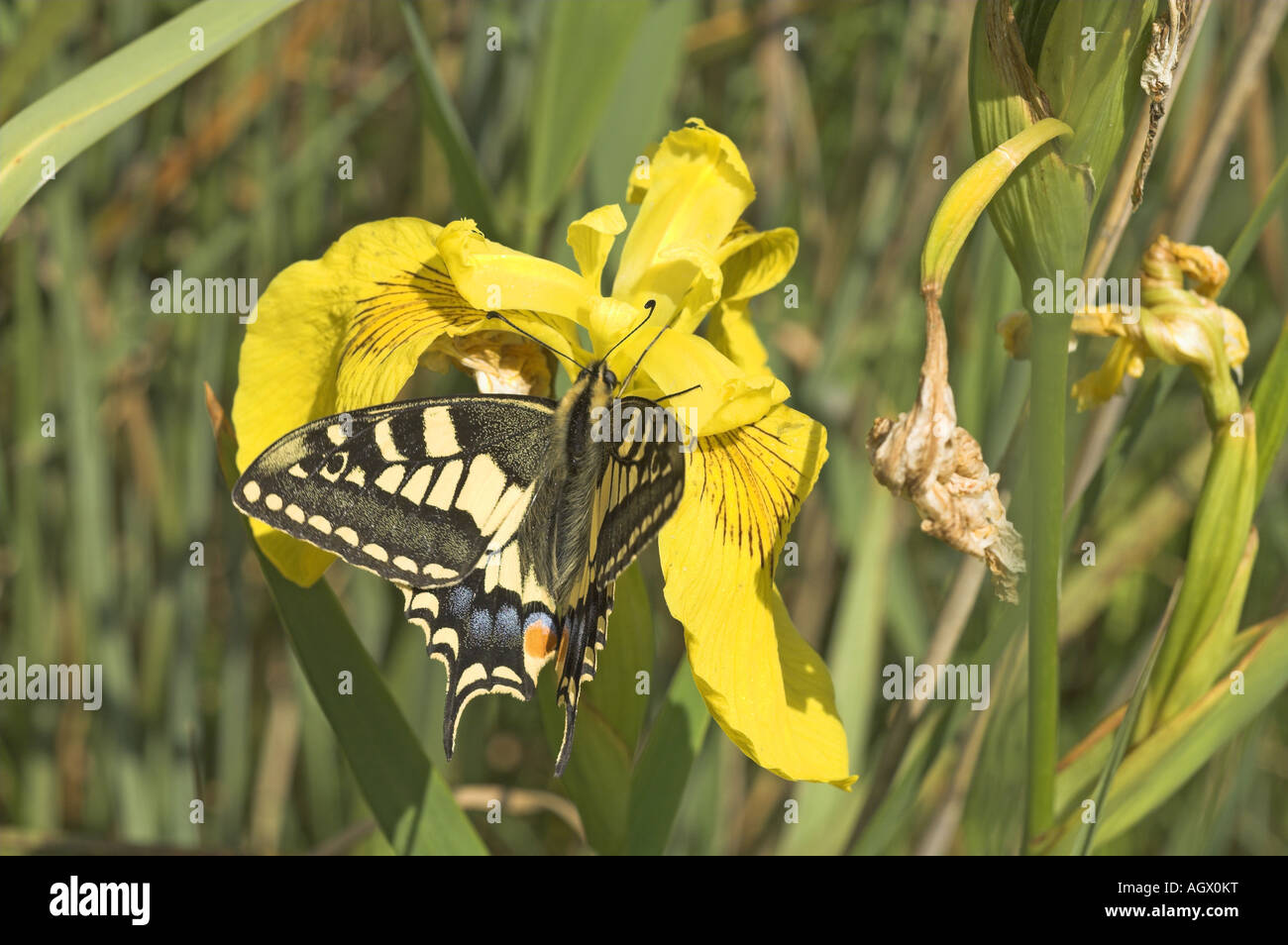 A coda di rondine a farfalla papilio machaon ssp britannicus alimentare sulla bandiera gialla iris NORFOLK REGNO UNITO Giugno Foto Stock