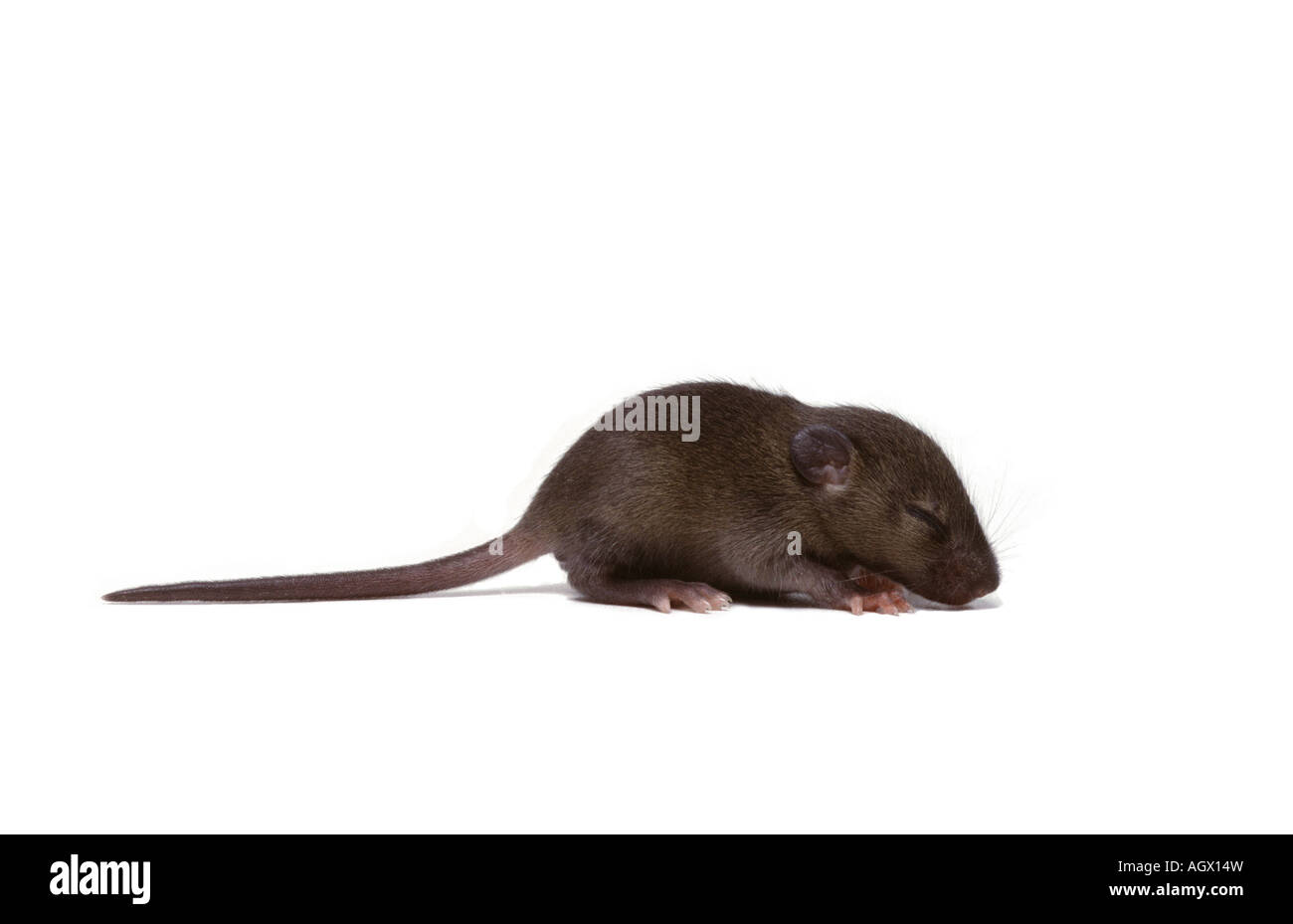 Mouse House- Mus musculus- youngster @ 3 settimane su sfondo bianco Foto Stock