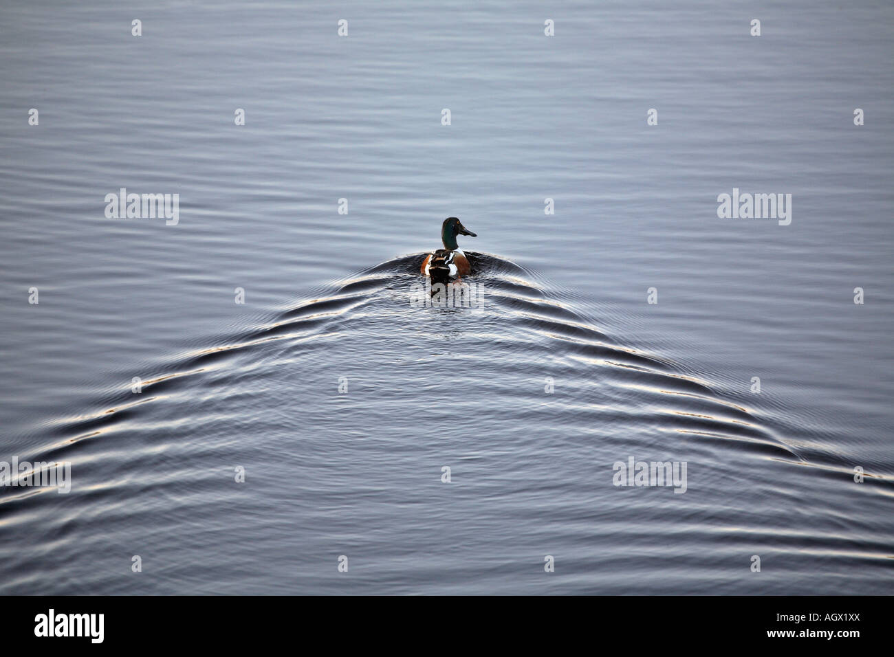 Fortemente Socievole Immagini e Fotos Stock - Alamy