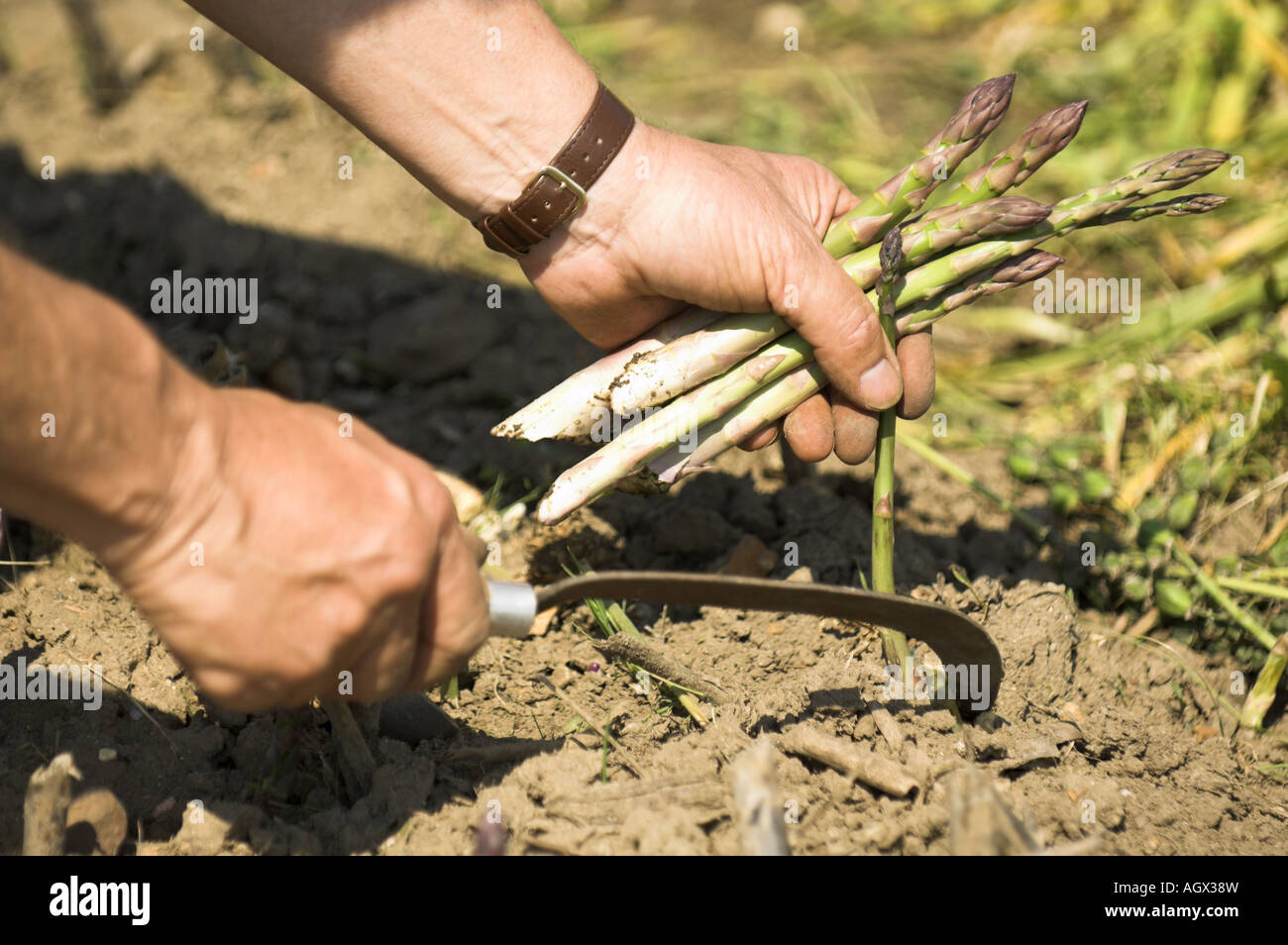 Letto di asparagi close up dei giardinieri mani lance di taglio con il coltello tradizionale UK Giugno Foto Stock