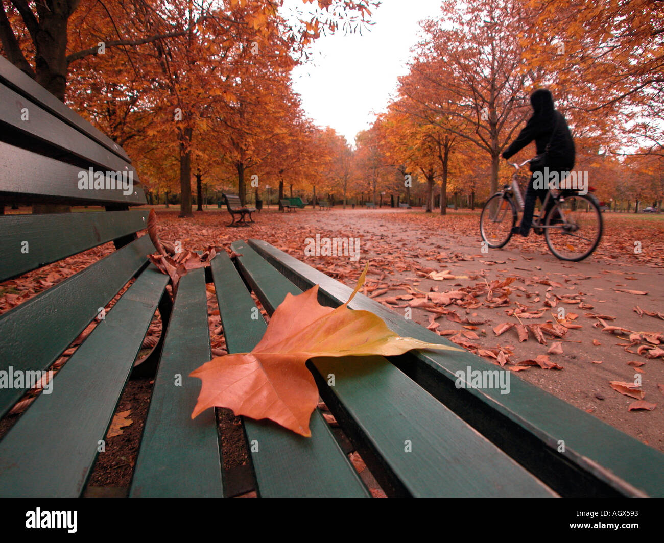 Golden ottobre Foto Stock