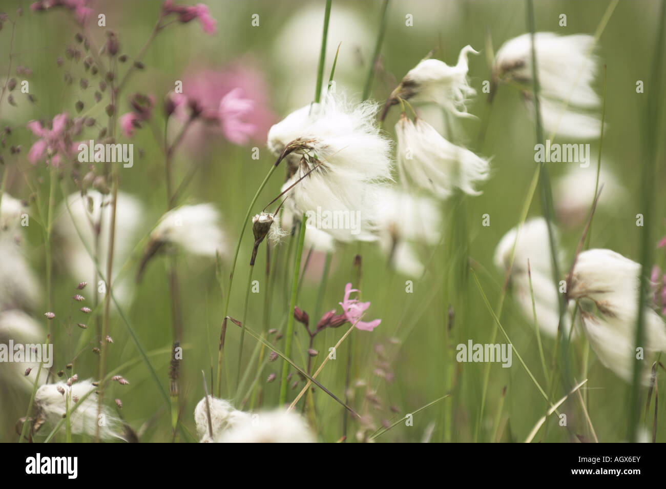 Comune di Erba di cotone eriophorum angustifolium crescente amonst ragged robin un tremore in erba umida prateria NORFOLK REGNO UNITO Giugno Foto Stock