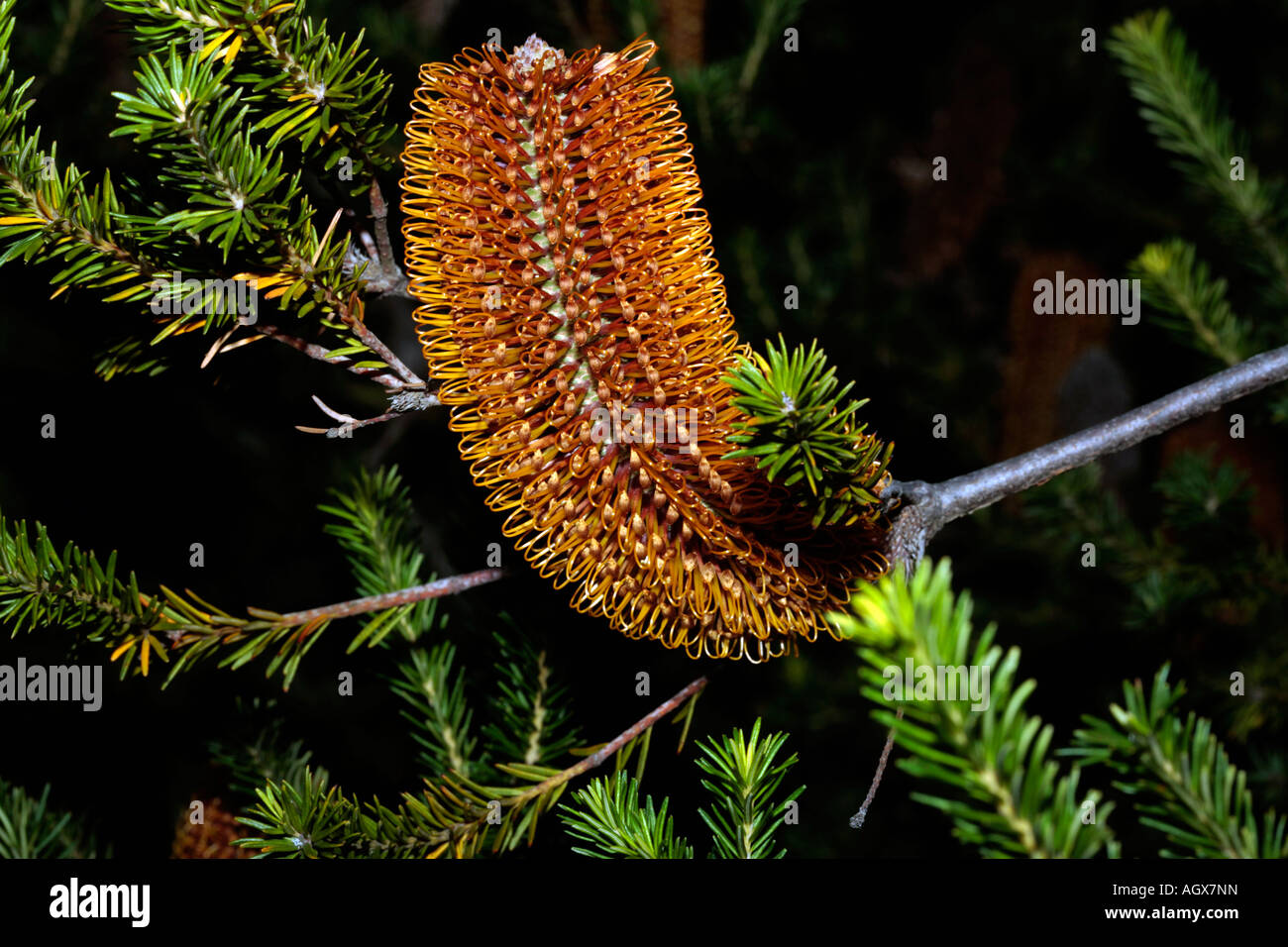 Heath-leaf Banksia/Heath Banksia- Banksia ericifolia-famiglia Proteaceae Foto Stock