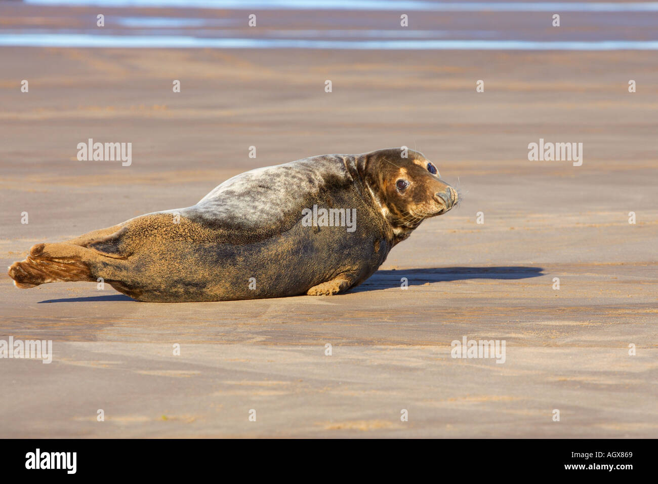 Guarnizione grigia Halichoerus grypus sulla spiaggia donna nook lincolnshire Foto Stock