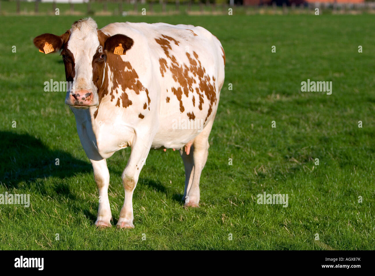 Le mucche pascolano in una fattoria nel nord del Belgio Foto Stock