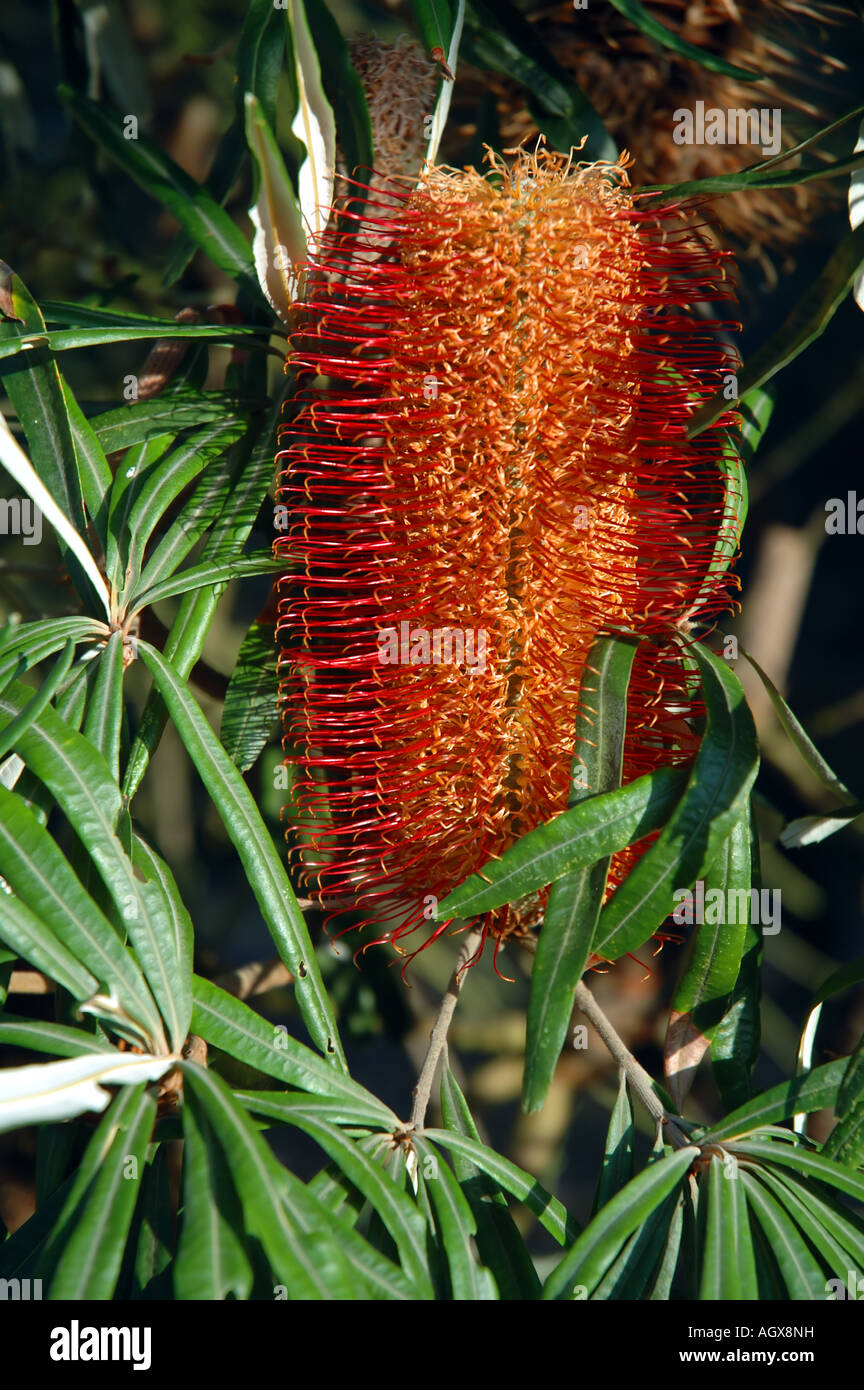 Fiore di australiano pianta nativa il fiume Banksia Banksia seminuda trovata nel sud-ovest del Western Australia Foto Stock