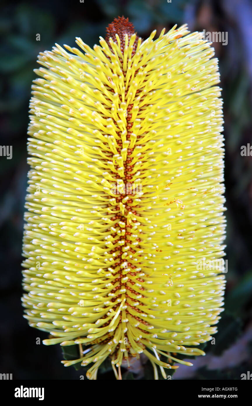 Cono di fiori australiani pianta nativa Banksia integrifolia trovati in Victoria e New South Wales Foto Stock