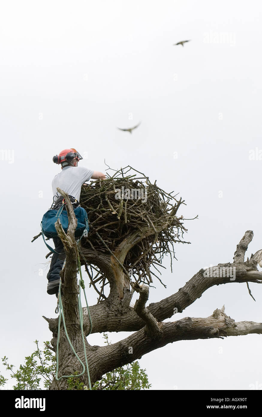 OSPREY Pulcini di essere rimosso dal proprio nido vicino a Rutland acqua per avere anelli di identificazione fissata Foto Stock