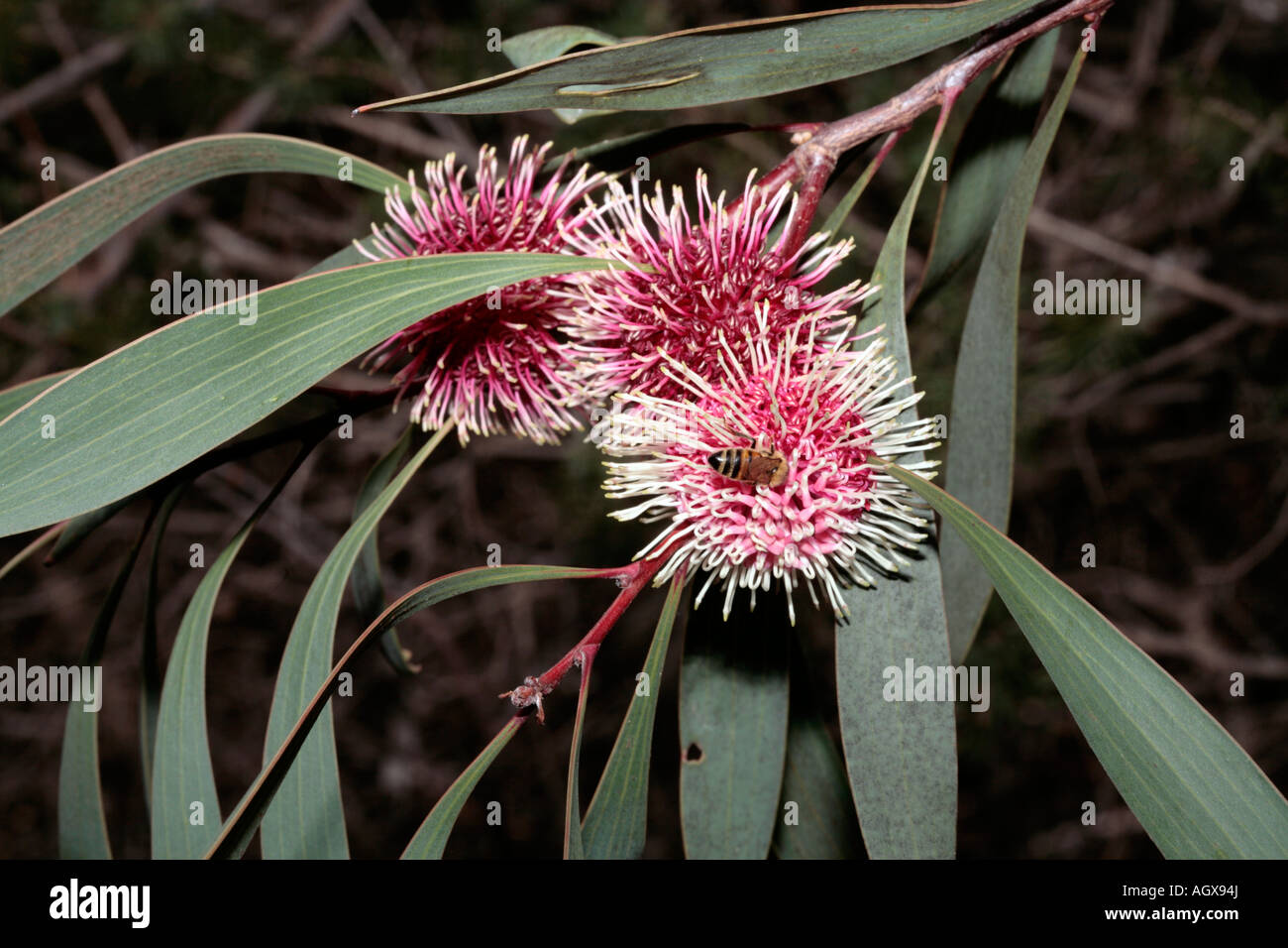 Close-up di puntaspilli Hakea/ Uem Bush/ Kodjet e miele delle api [Apis mellifera] - Hakea laurina- Famiglia Proteaceae Foto Stock