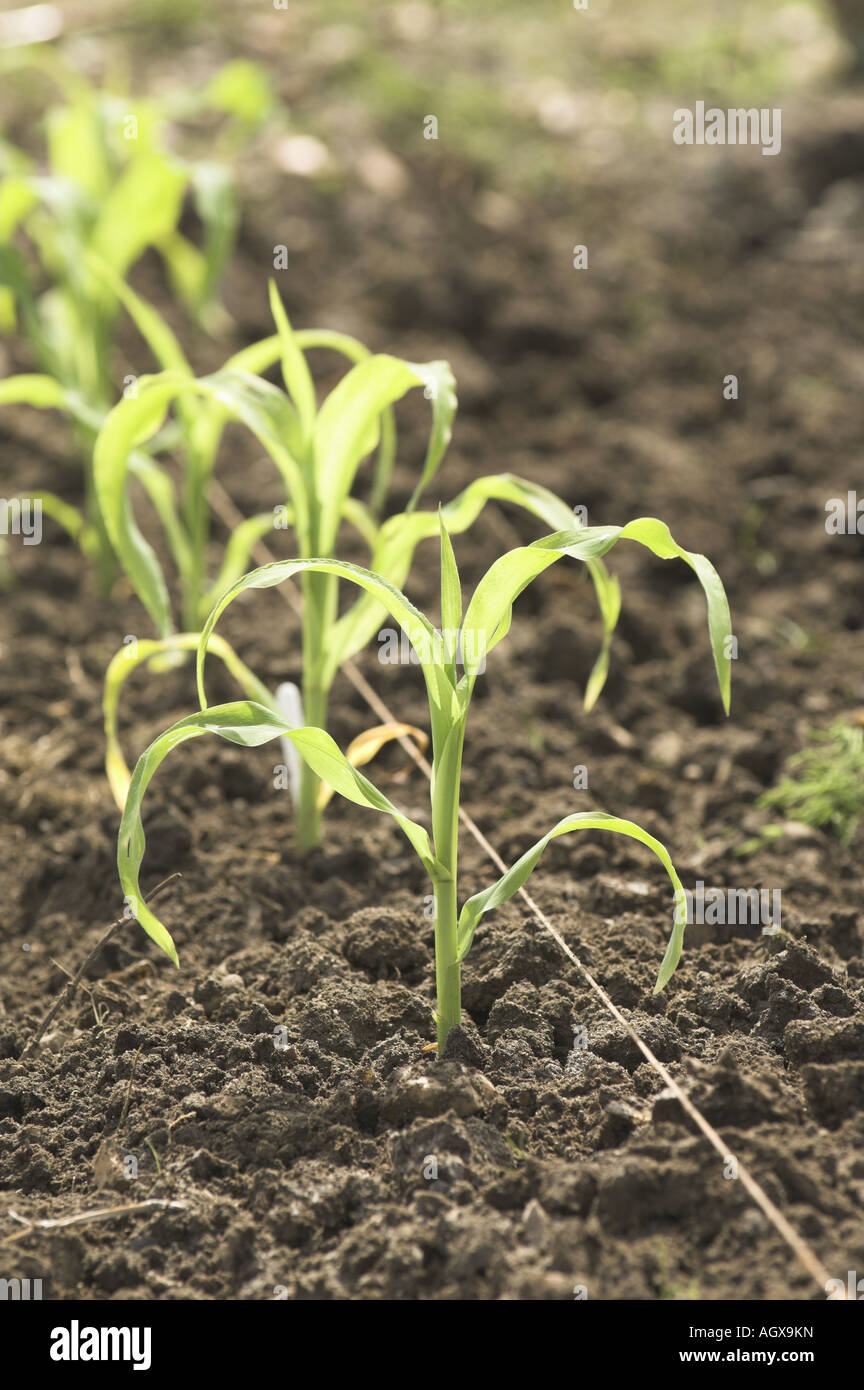 Dolce giovani piante di mais retroilluminato piantato di fresco fuori sul riparto UK Giugno Foto Stock