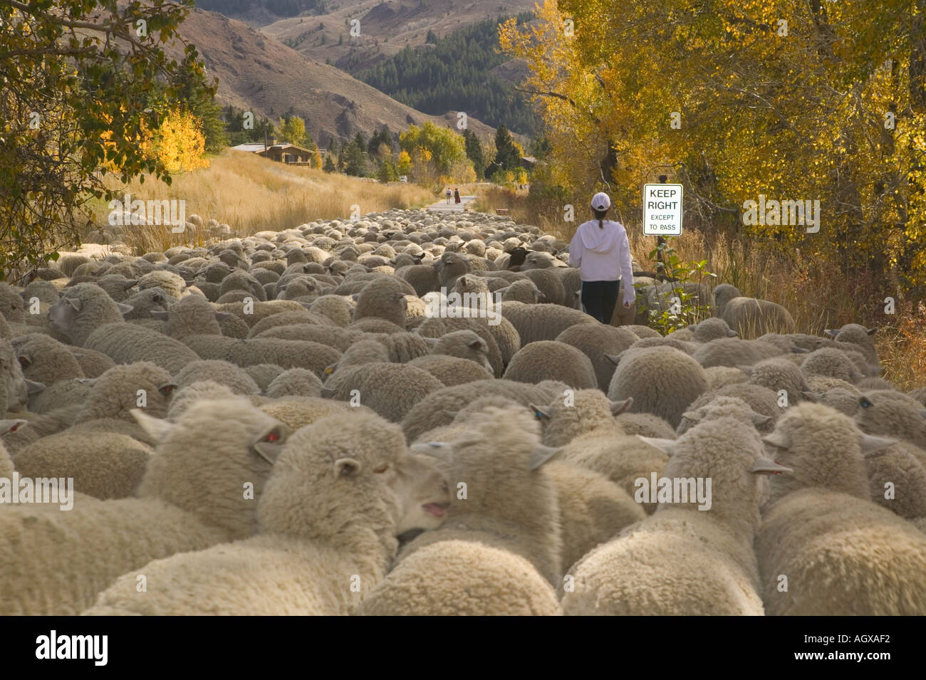 Mantenere la destra ad eccezione di passare le pecore passano un escursionista sul percorso Foto Stock