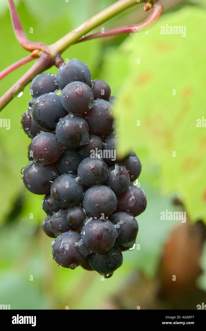 Grappolo di uva nera sulla vite Foto Stock