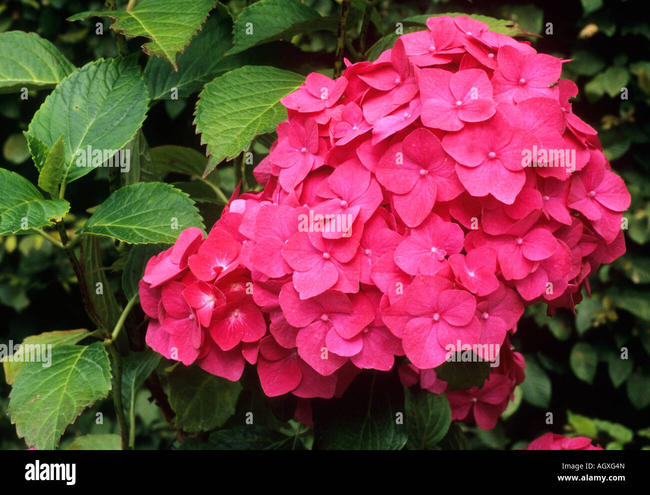 Hydrangea macrophylla Ami Pasquier Foto Stock