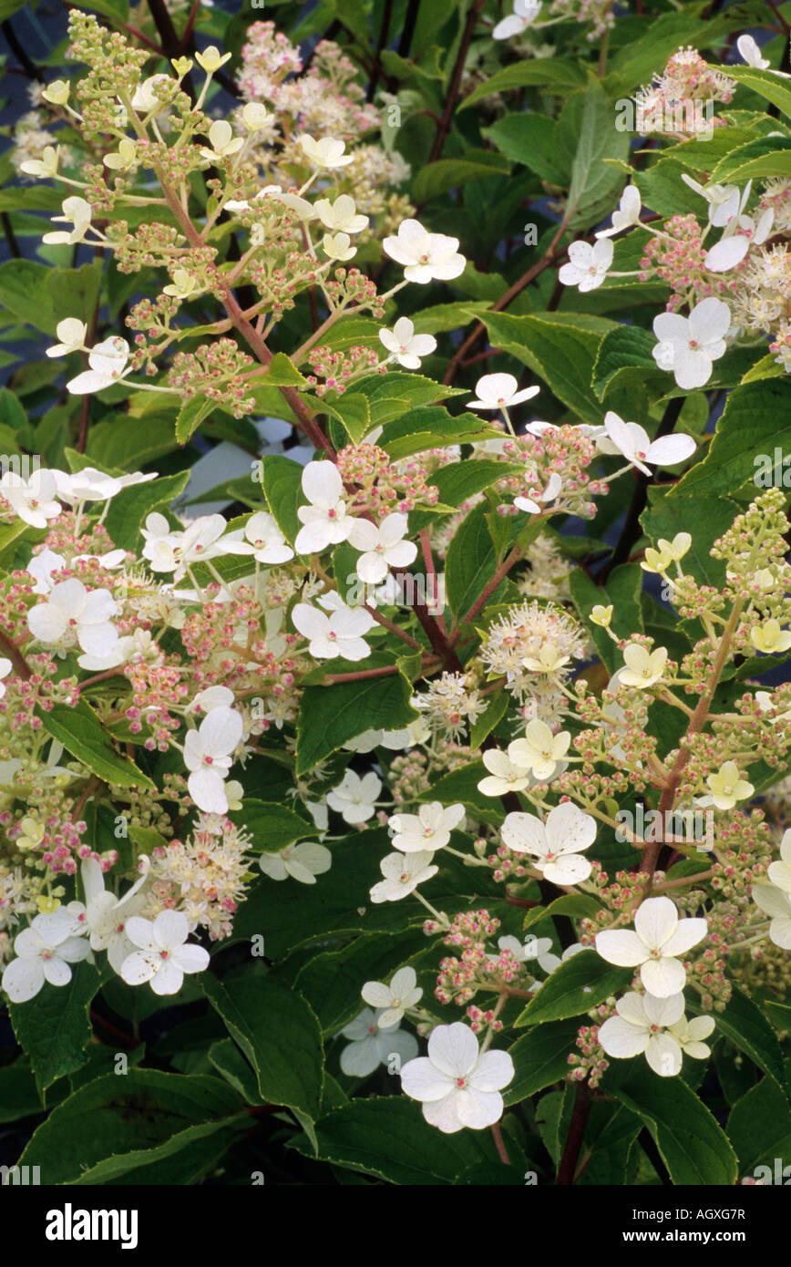 Hydrangea paniculata Mega perla Foto Stock