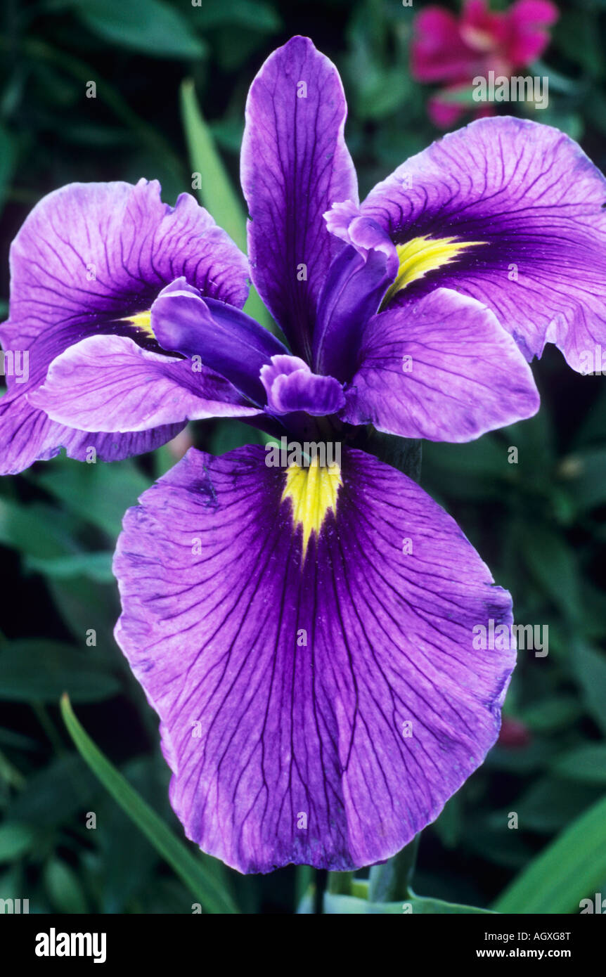 Iris ensata guerriero asiatico Foto Stock