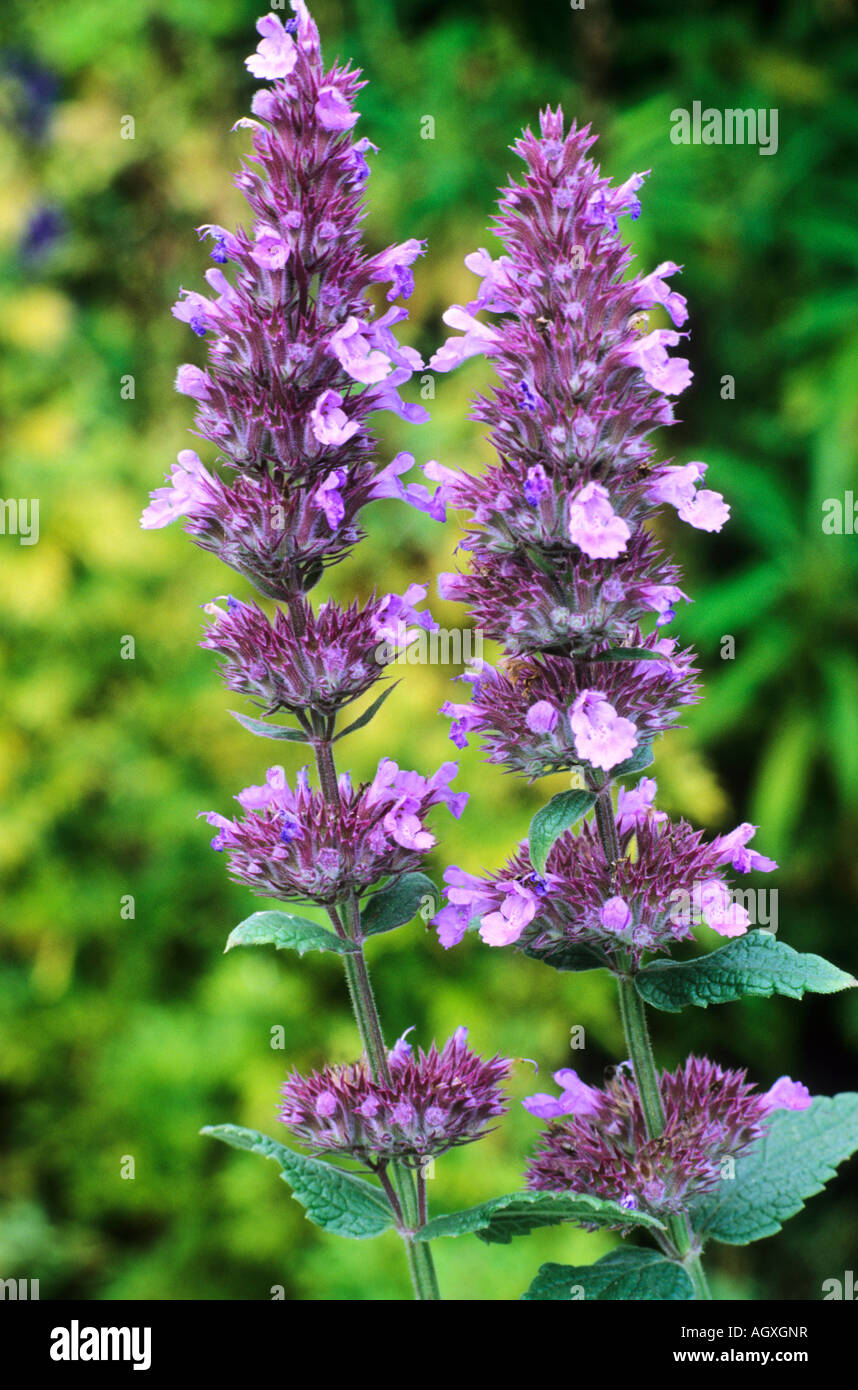 Nepeta longipes nepitella viola fiore rosa pianta di giardino catmints Foto Stock