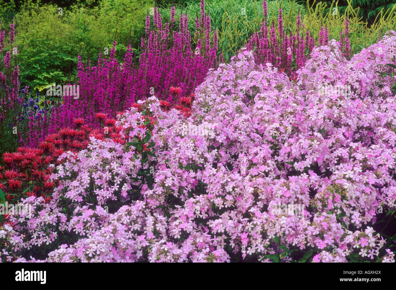 Pensthorpe Millenium Giardino Phlox paniculata Monarda Lythrum Foto Stock