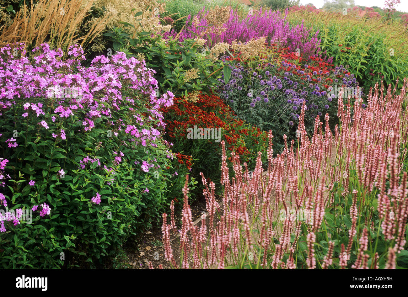 Pensthorpe Millenium Giardino Phlox paniculata Persicaria Echinops erbe Foto Stock