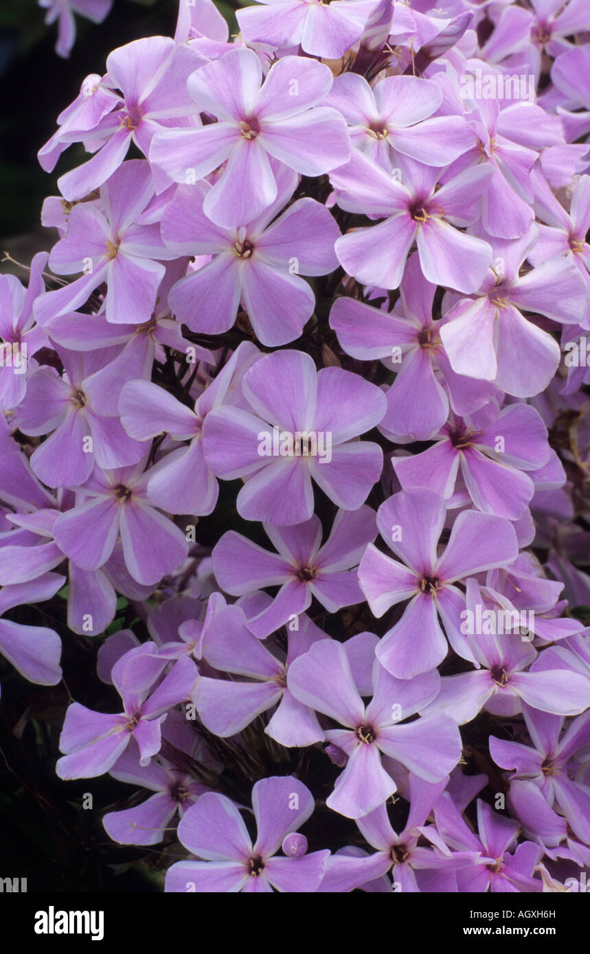 Phlox tutto in uno Foto Stock