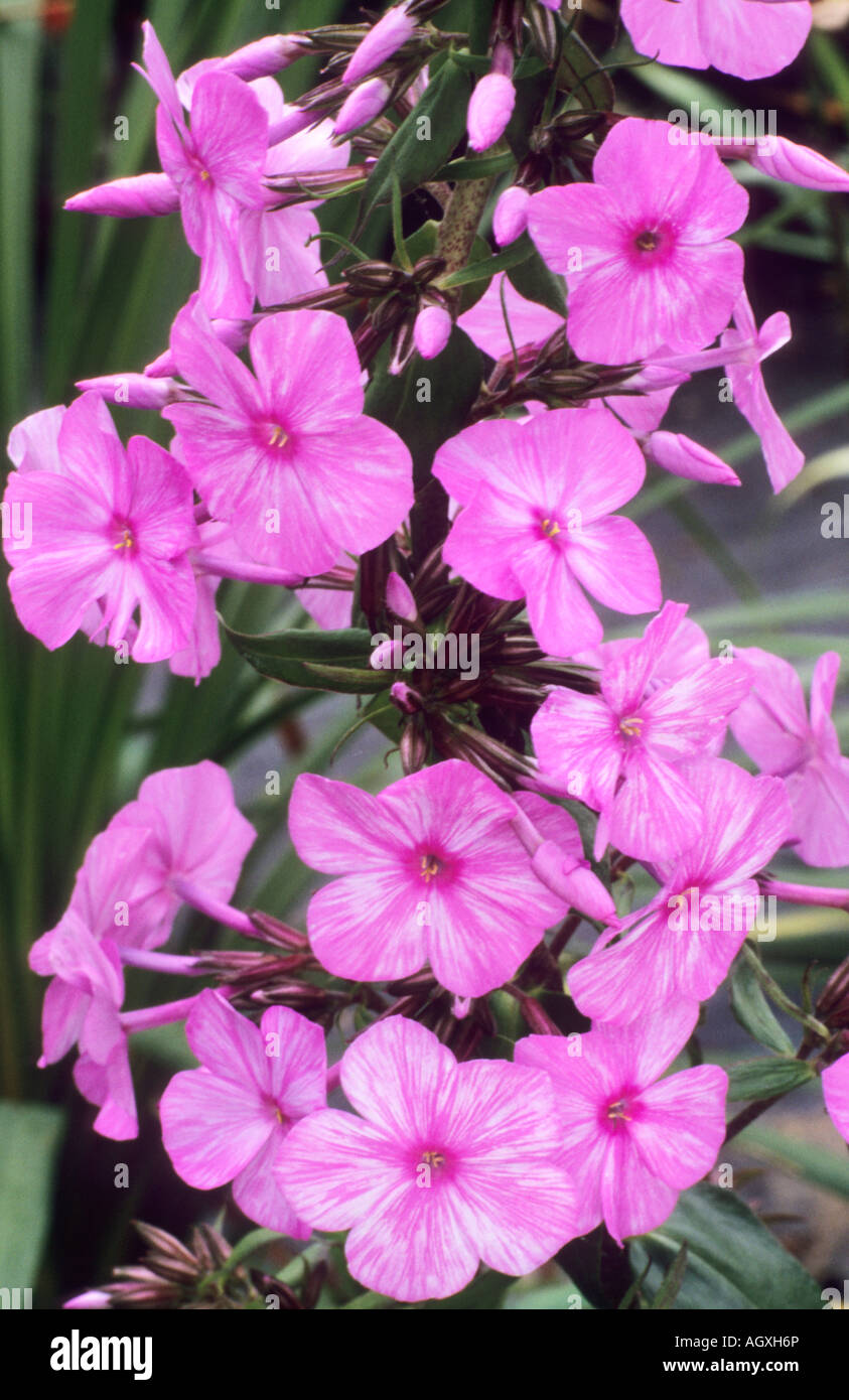 Phlox maculata alfa Foto Stock