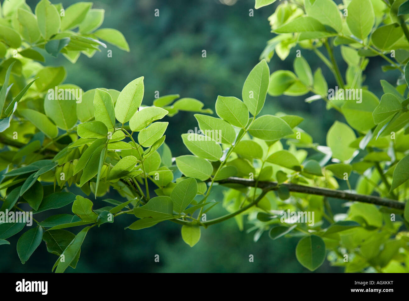 Impianto di coca in Colombia Foto Stock