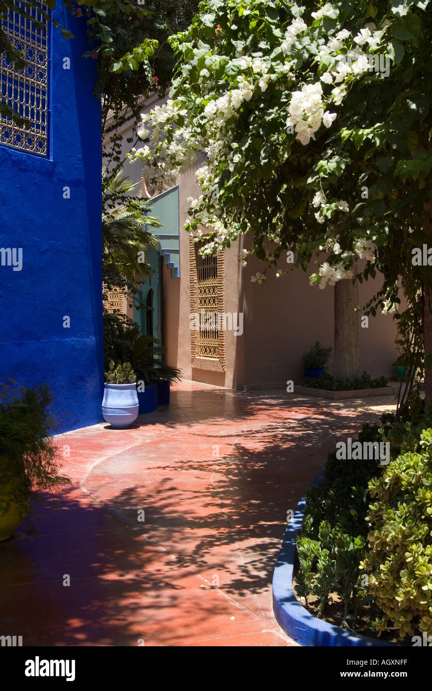 Botanico Giardino Majorelle di proprietà di Yves Saint Laurent Marrakech marocco Foto Stock