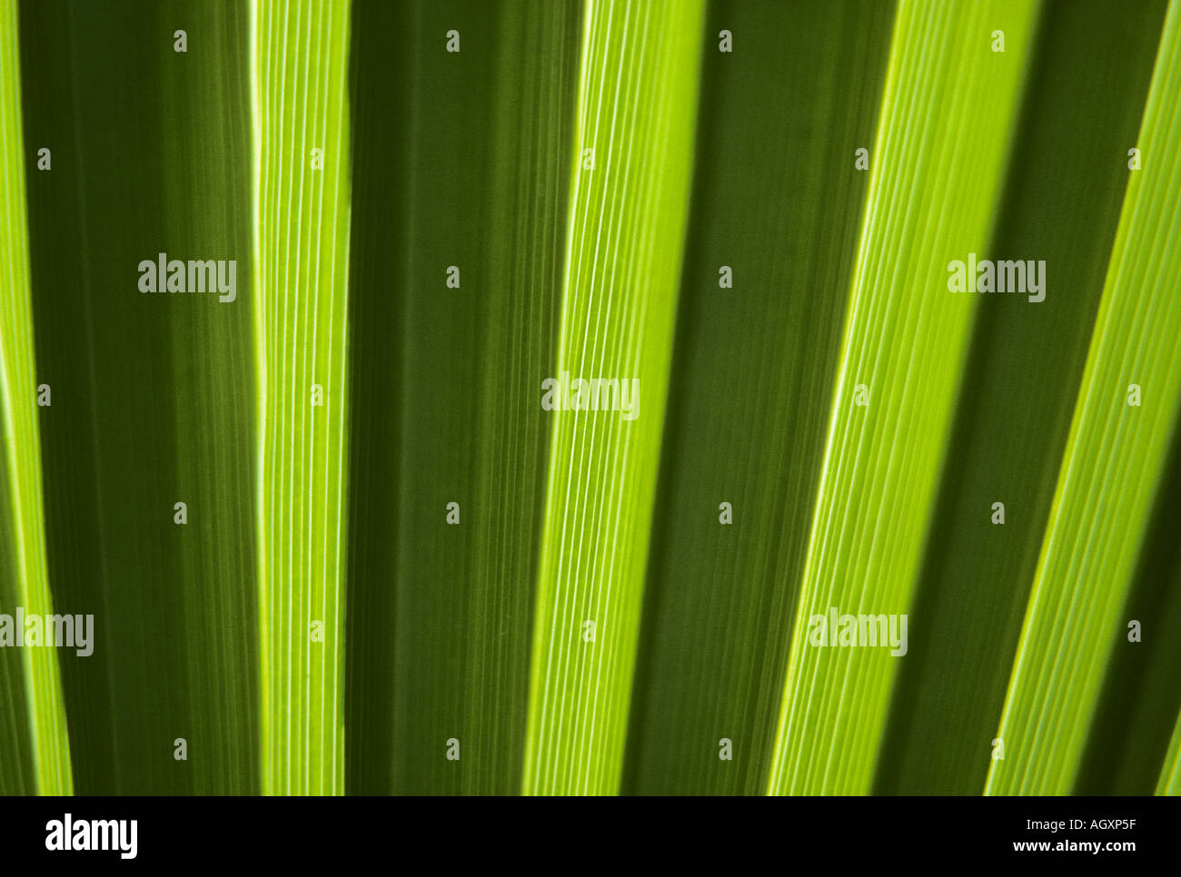 Fronda della palma del ventilatore Foto Stock