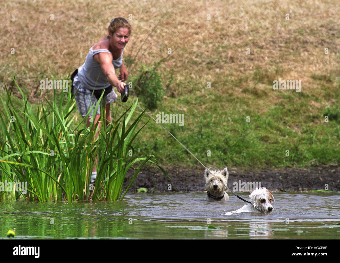 Una donna lascia il suo terrier cani rinfrescarvi presso il DOUBLEPRINT British Horse Trials campionati a GATCOMBE PARK GLOUCESTERSHIRE U Foto Stock