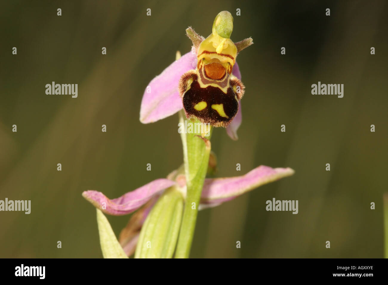 Bee Orchid Ophrys apifera Contea di Durham Foto Stock