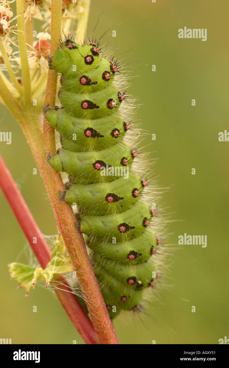 L'imperatore Moth Caterpillar saturnia pavonia Foto Stock