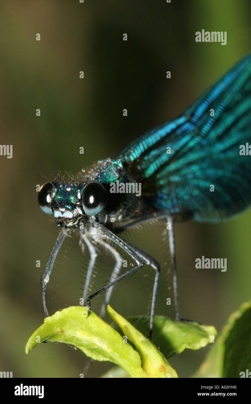 In prossimità della testa di un maschio alato scuro Demoiselle Calopteryx splendens xanthostoma fiume Dordogne Francia Foto Stock