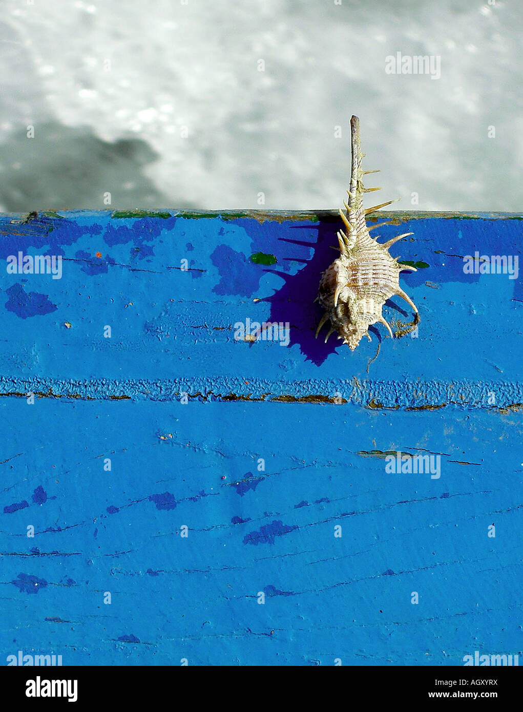 Painet GV7246 scheda shell acqua in barca per colonna vertebrale shadow vernice blu texture peel thailandia linea mare forte sfondo animale Foto Stock
