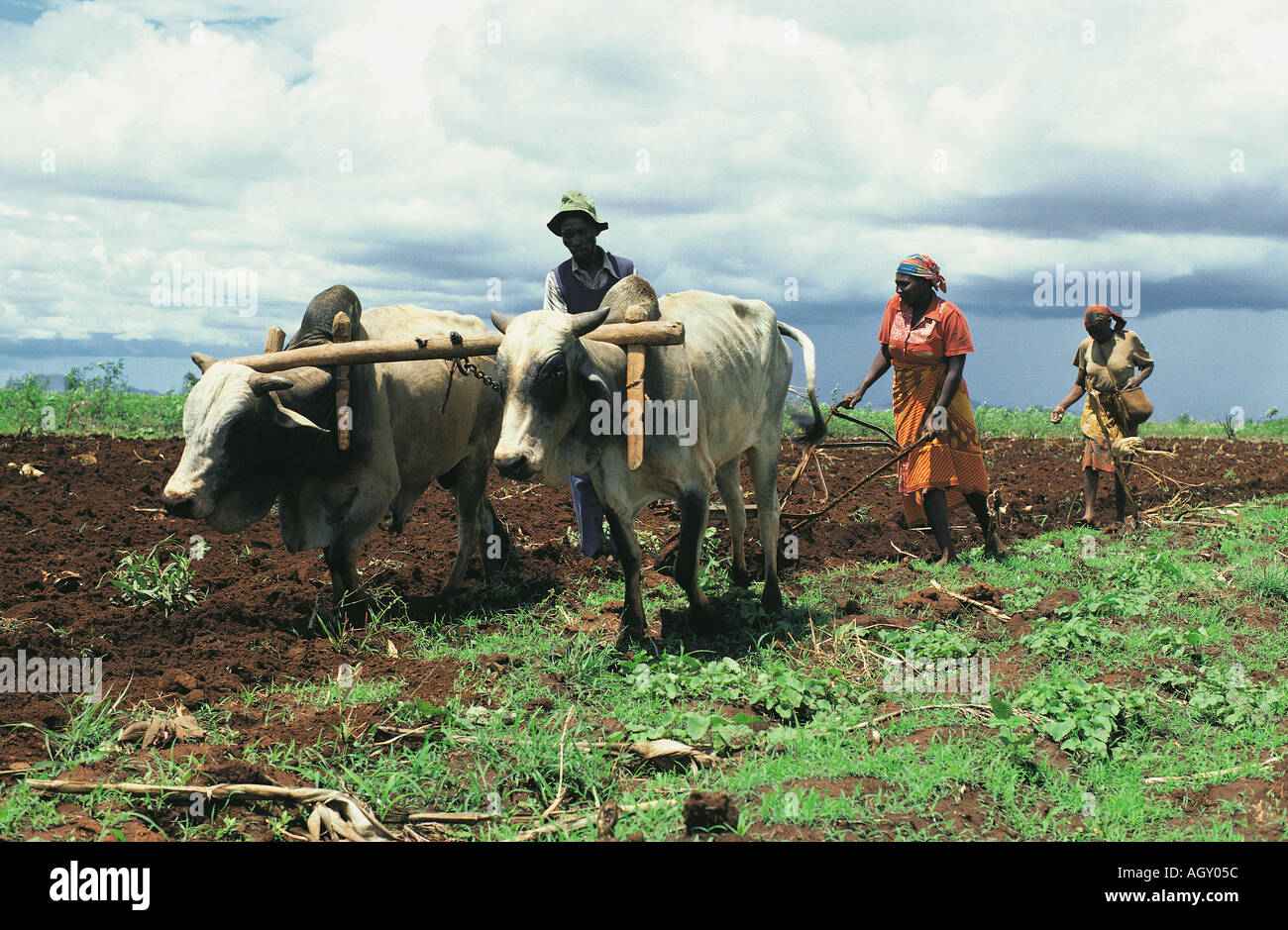 Kamba persone l'aratura e la semina con un team di buoi distretto di Machakos Kenya Africa orientale Foto Stock