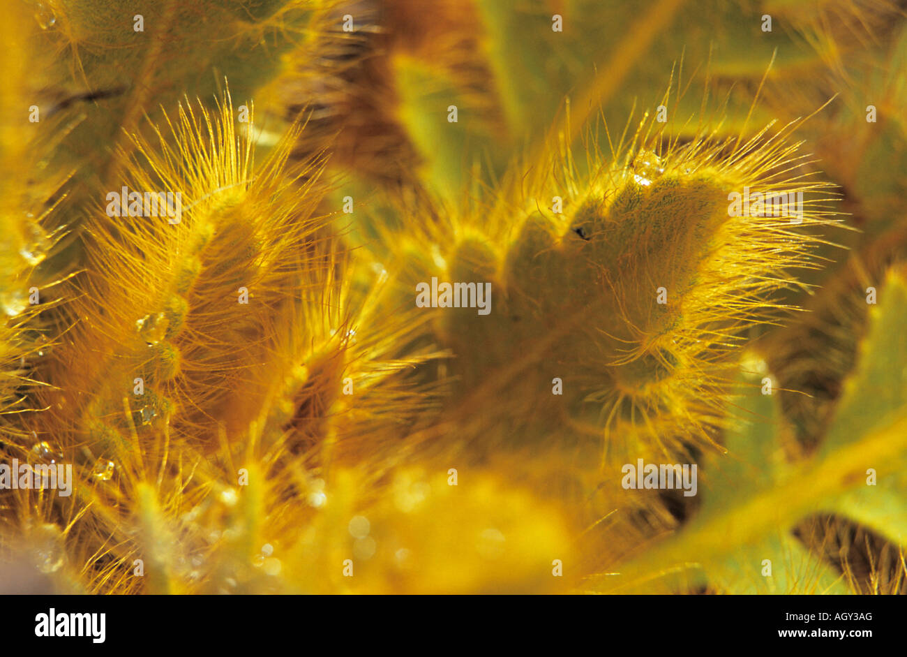 Close up di bristly pelose foglie di Meconopsis paniculata Foto Stock